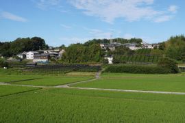 飯岡の茶畑（いのおかのちゃばたけ）