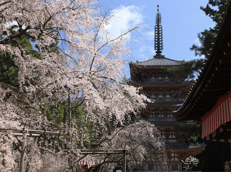  山科・醍醐エリアガイド