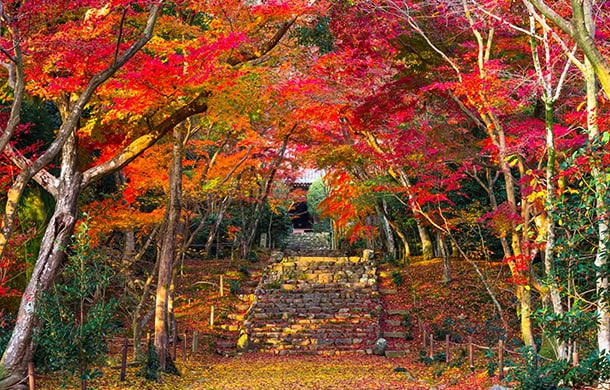 浄住寺イメージ