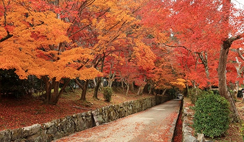 興聖寺 琴坂