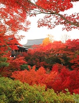 早朝貸切拝観 イメージ