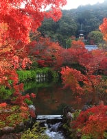 早朝貸切拝観 イメージ