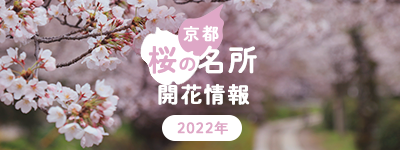 京都 桜の名所開花情報 そうだ 京都 行こう