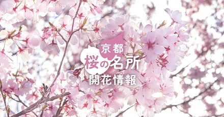 京都 桜の名所 開花情報