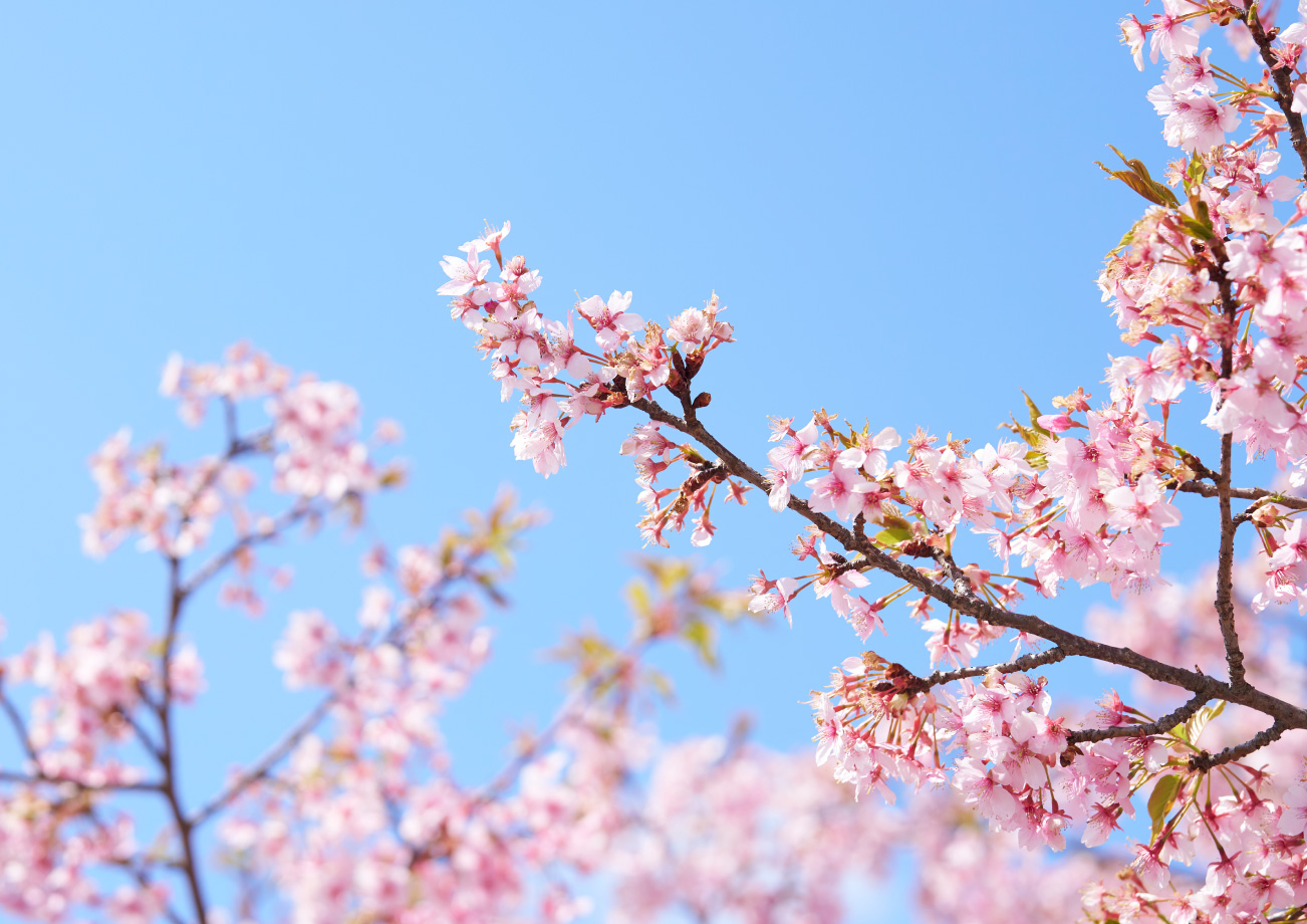 花咲く京都御朱印めぐり