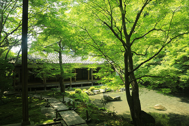 京都・洛北、「叡電」でめぐる初夏の青もみじ旅