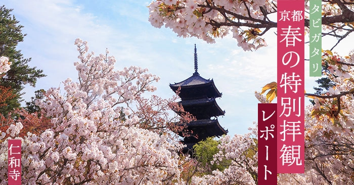 京都が誇る名所の桜を存分に楽しむなら