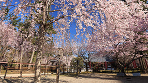 定番とあわせて巡りたい！ 京都穴場の桜スポット