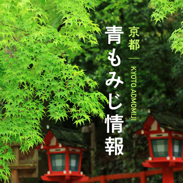 京都 青もみじ情報