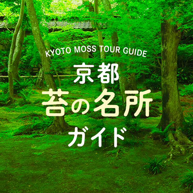 京都 苔の名所ガイド